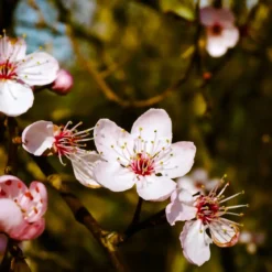 Almond blossom - Candle fragrance oil
