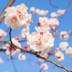 Apricot blossom - Candle fragrance oil