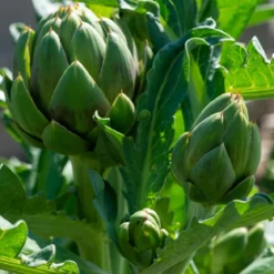 Artichoke heart - Candle fragrance oil