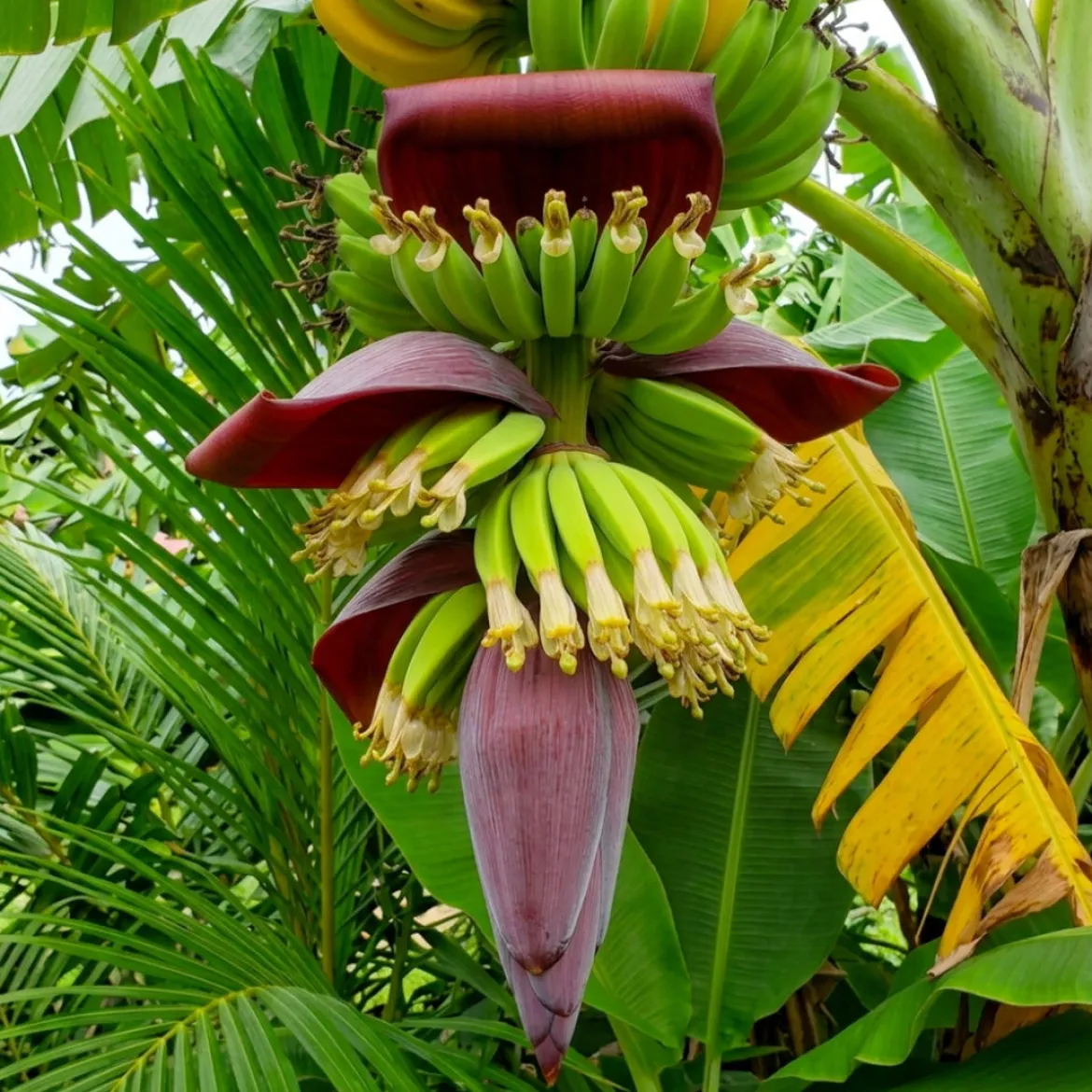 Banana flower - Candle fragrance oil