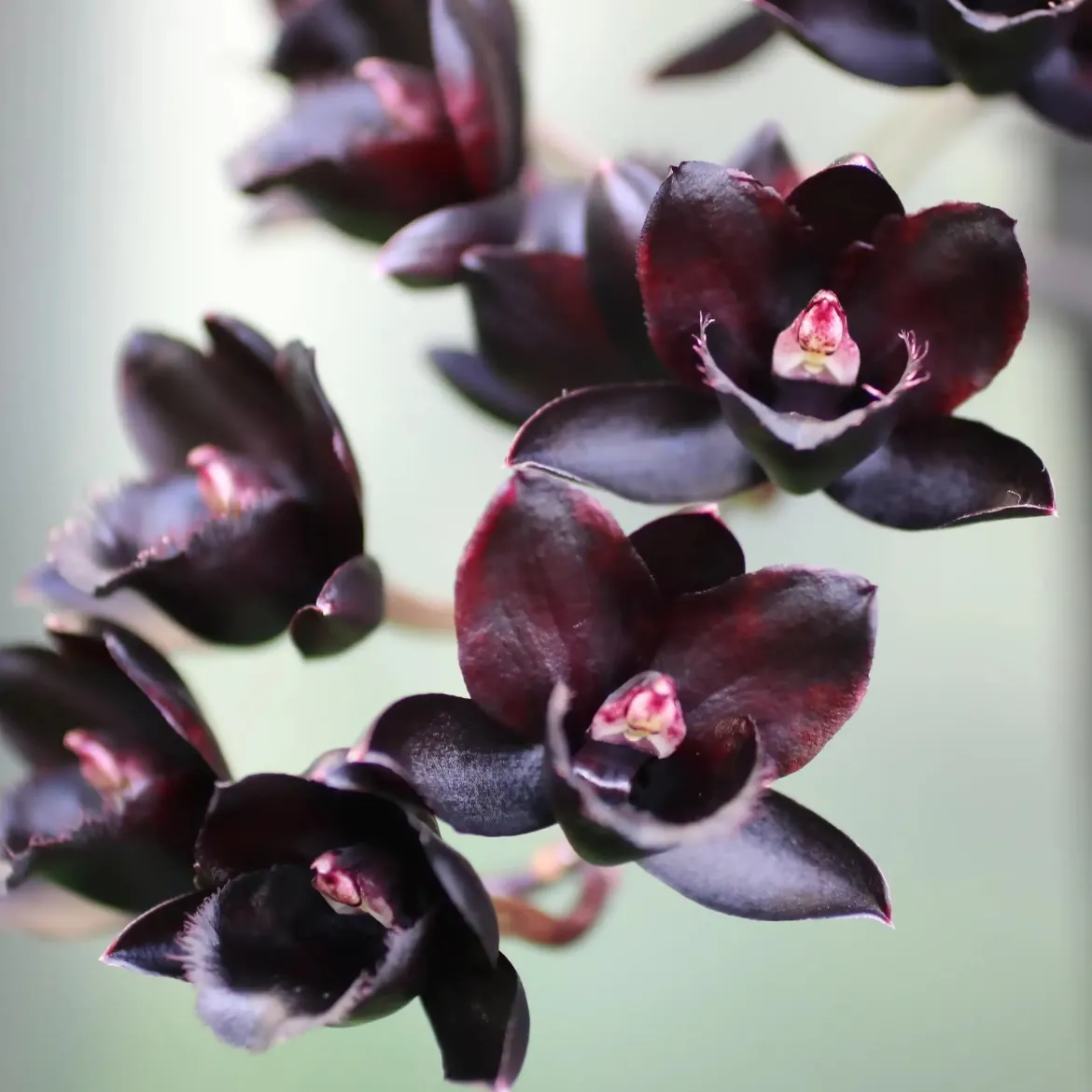 Black orchid - Candle fragrance oil