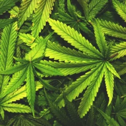 Cannabis - Candle fragrance oil