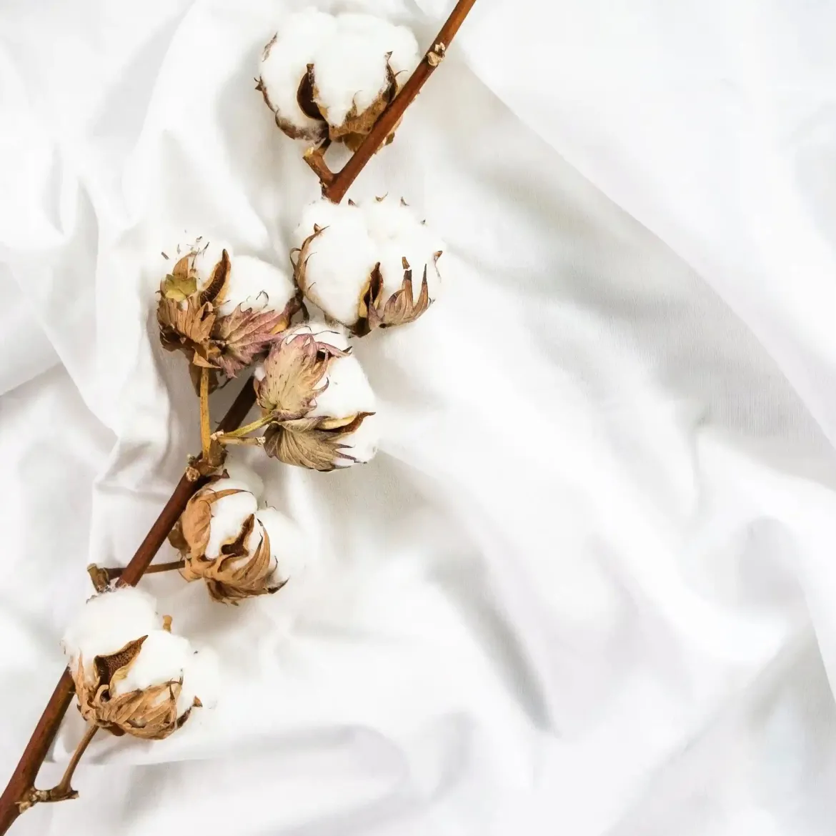 Cashmere flower - Laundry fragrance