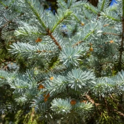 Cedar of Lebanon - Candle fragrance oil