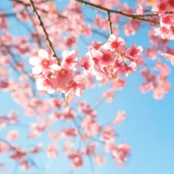 Cherry blossom - Candle fragrance oil