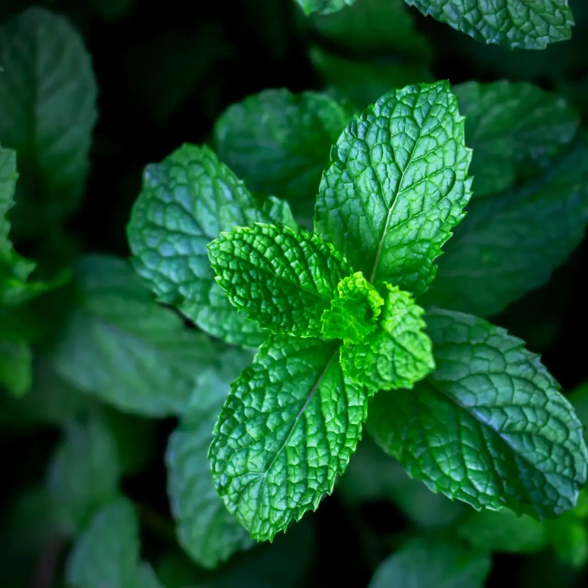 Chlorophyll mint - Candle fragrance oil