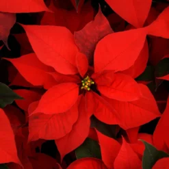 Christmas flower - Candle fragrance oil