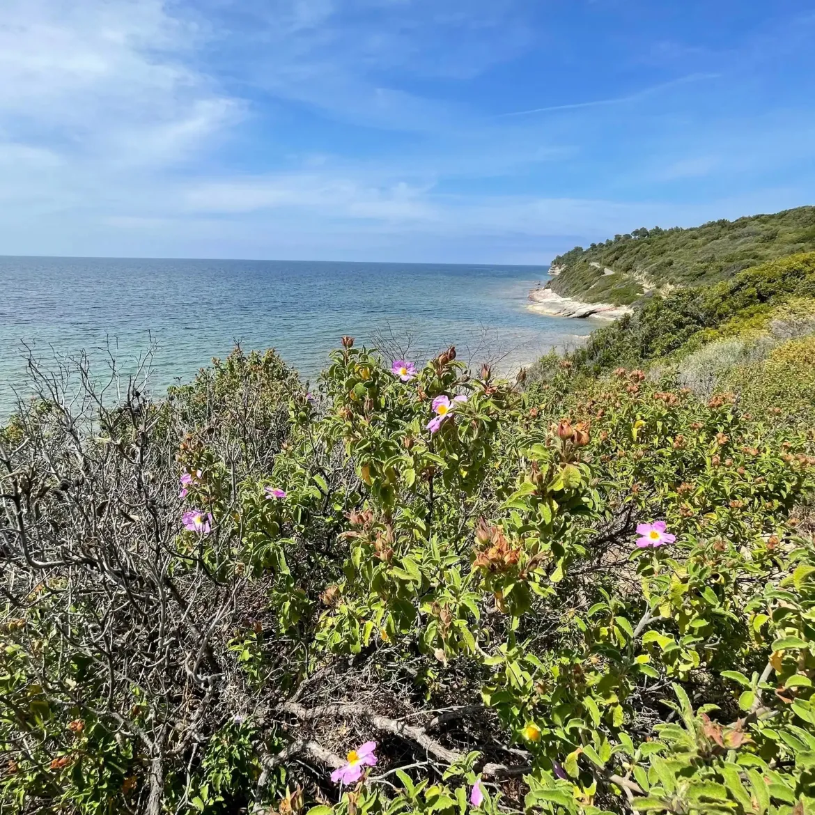 Corsican scrubland - Candle fragrance oil