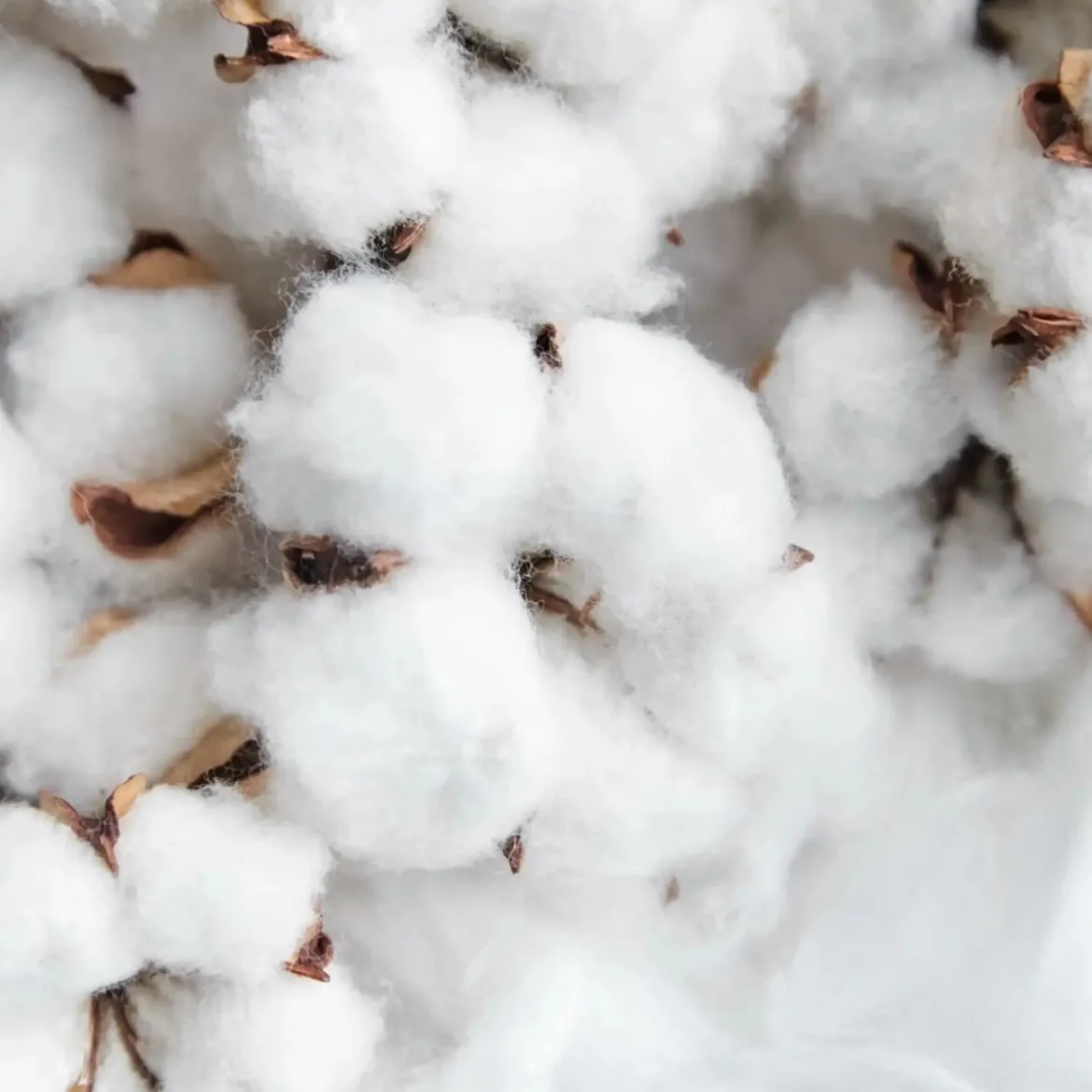 Cotton flower Boost - Candle fragrance oil