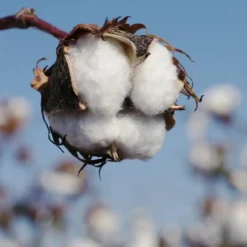 Cotton flower - Candle fragrance oil
