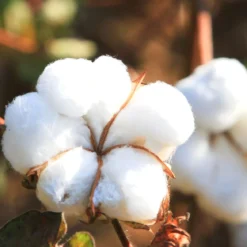 Cotton purity - Mist fragrance