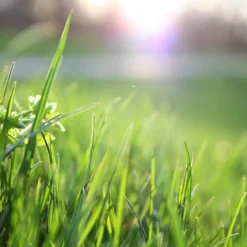 Cut grass - Candle fragrance oil