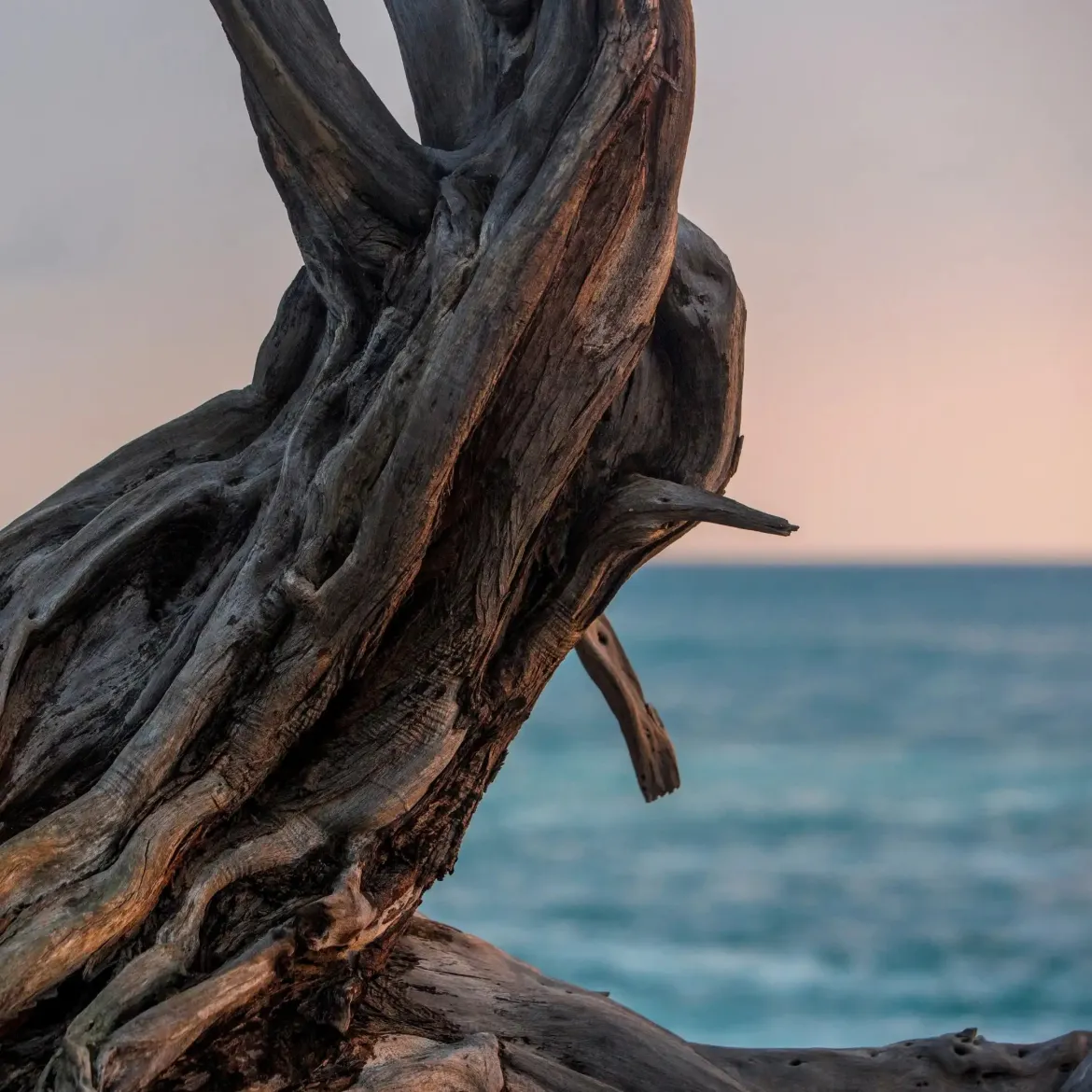 Driftwood - Candle fragrance oil