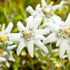 Edelweiss - Candle fragrance oil