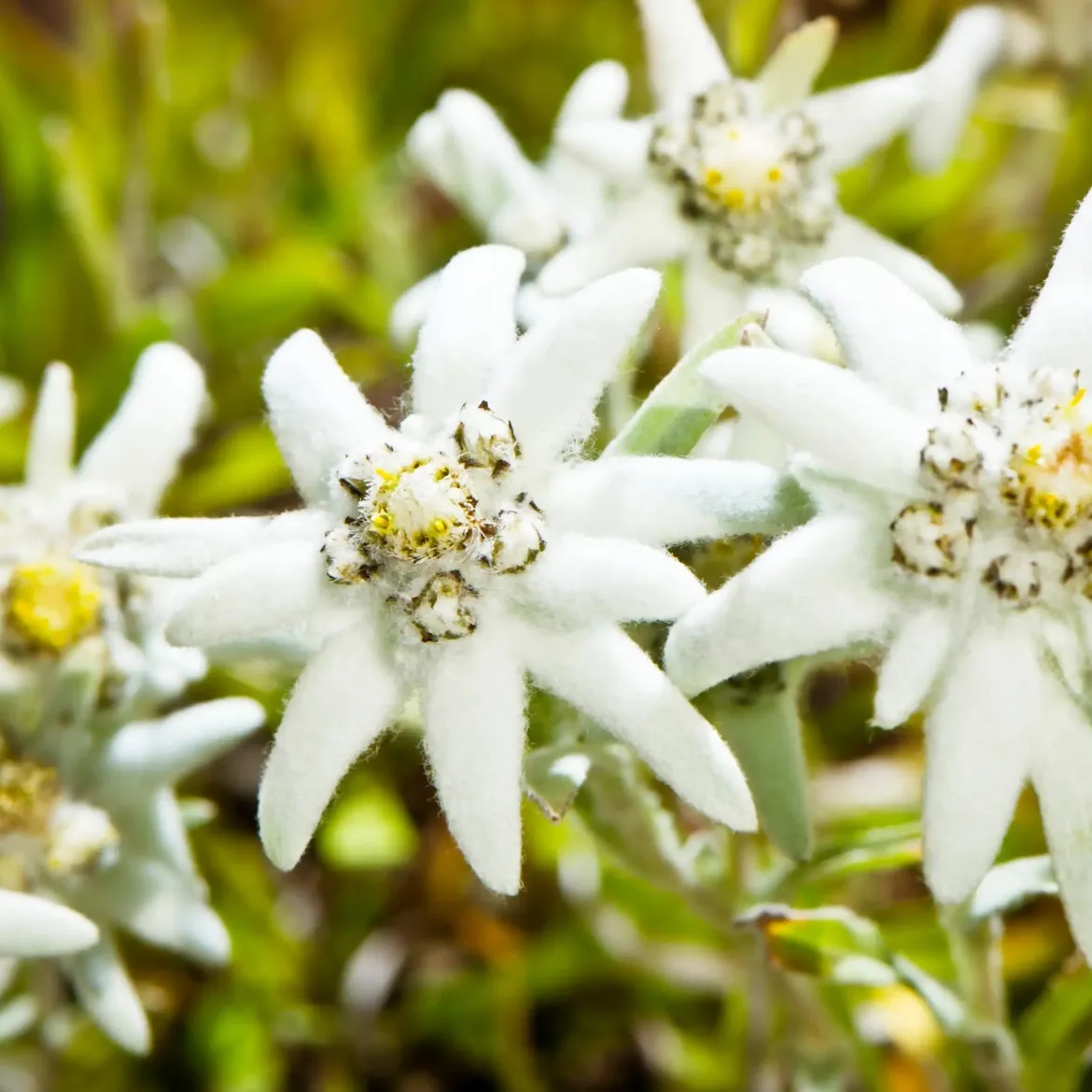 Edelweiss - Candle fragrance oil