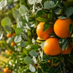 Eucalyptus and orange - Candle fragrance oil