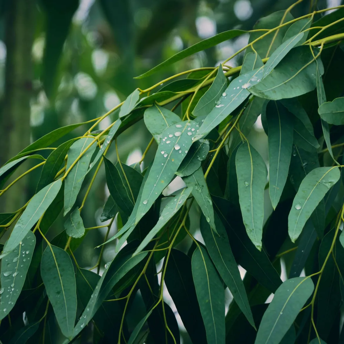 Eucalyptus - Candle fragrance oil