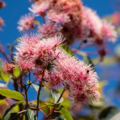 Eucalyptus flower - Mist fragrance