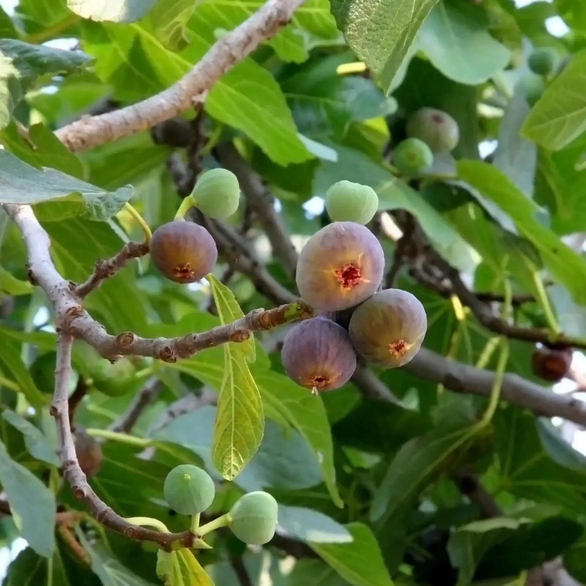 Fig leaves - Candle fragrance oil