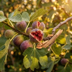Fig tree and sandalwood - Mist fragrance