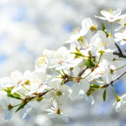 Flores blancas - Candle fragrance oil