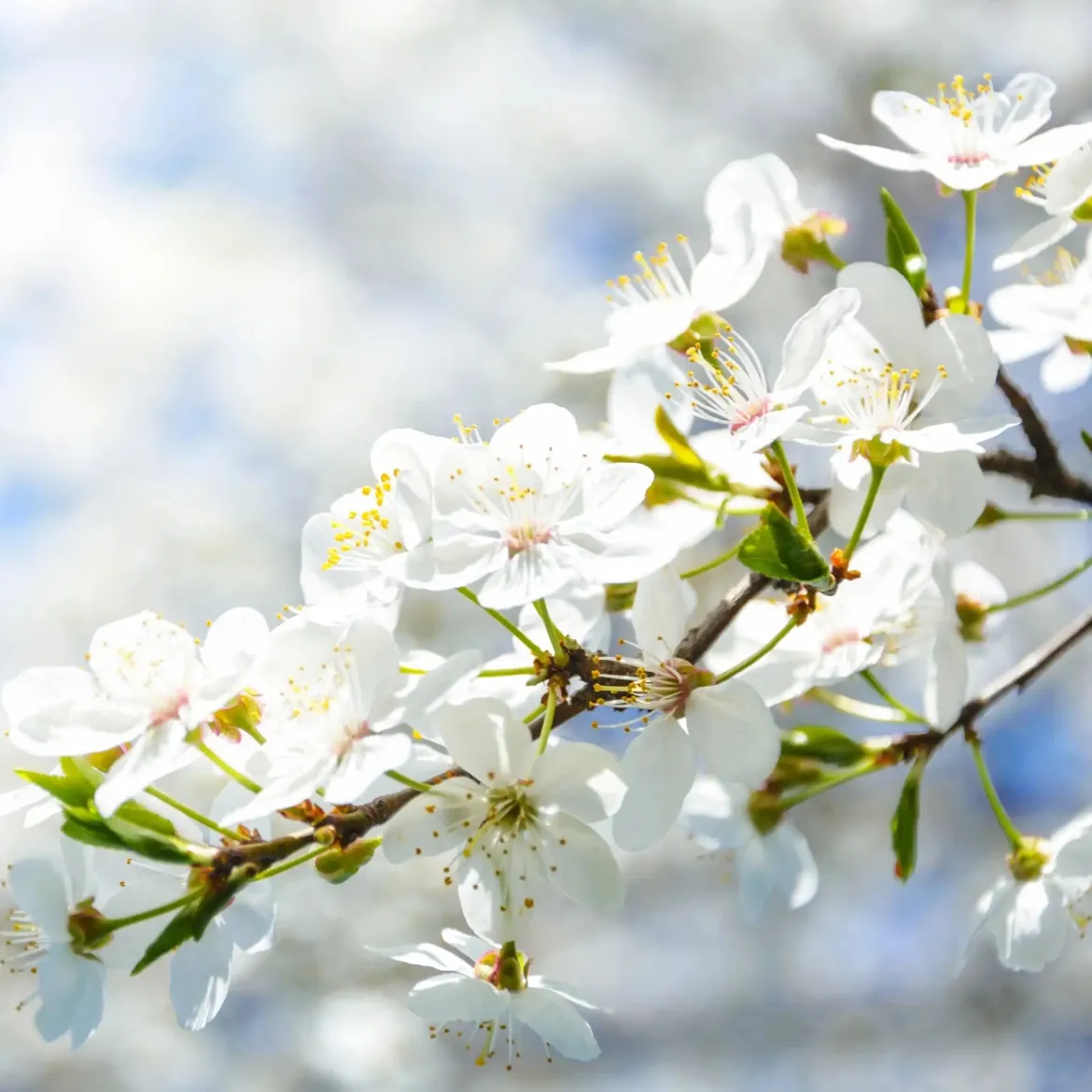 Flores blancas - Candle fragrance oil