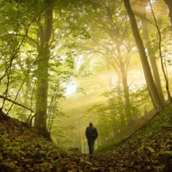 Forest walk - Candle fragrance oil