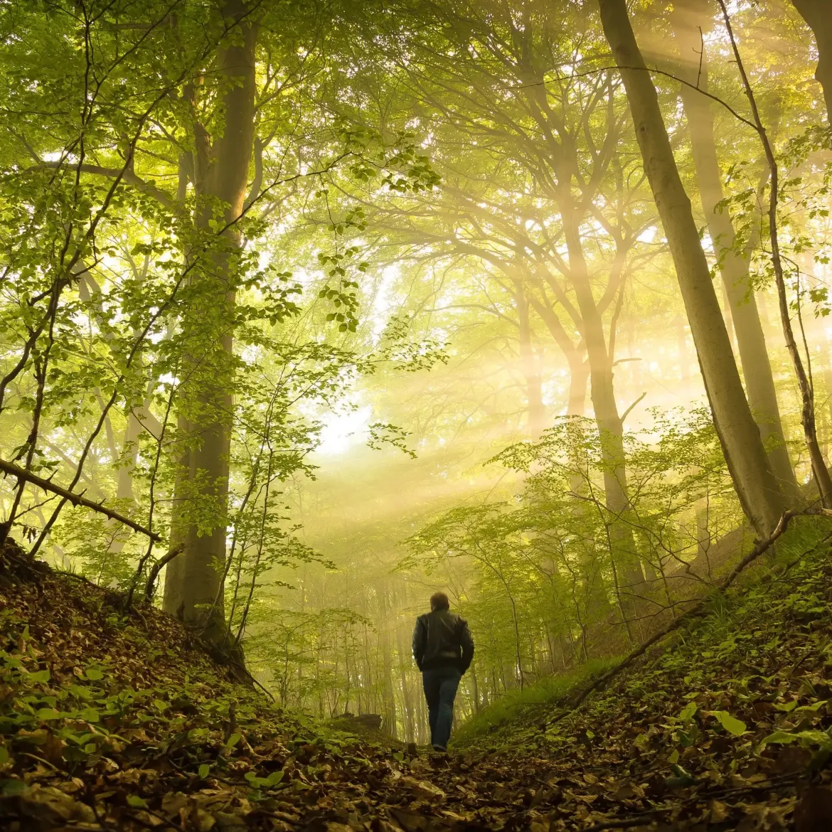 Forest walk - Candle fragrance oil