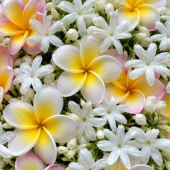 Frangipani and jasmine - Candle fragrance oil