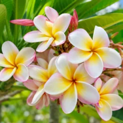 Frangipani flower - Candle fragrance oil