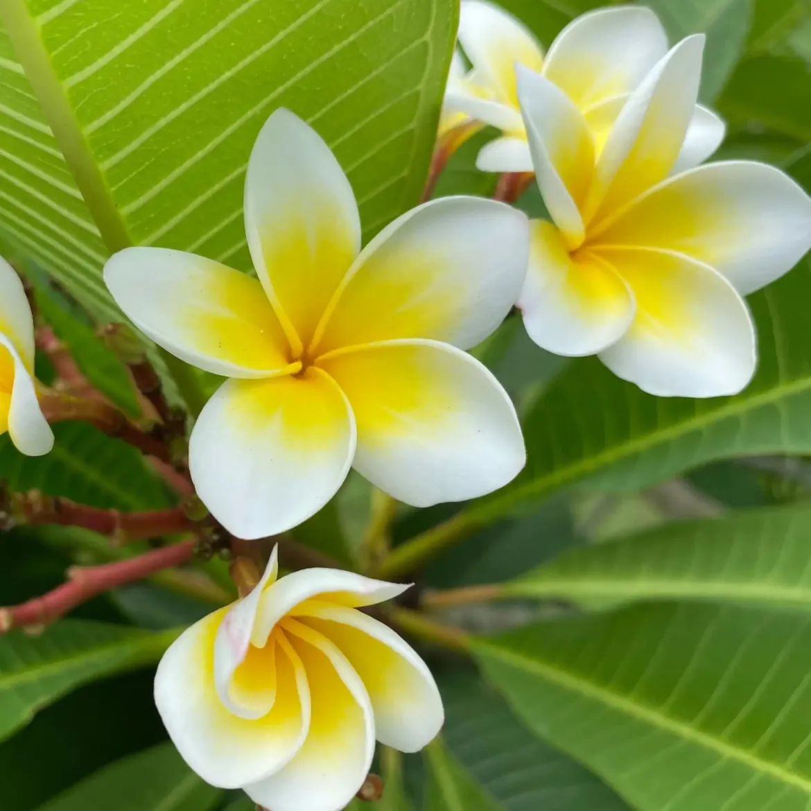 Frangipani Ornat - Candle fragrance oil