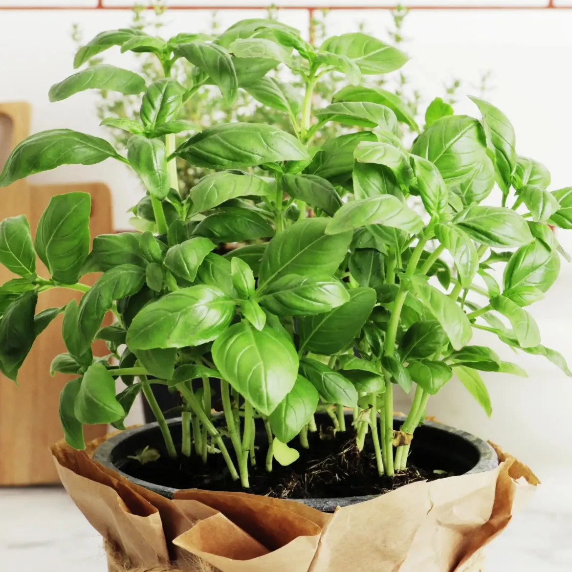 Fresh basil - Candle fragrance oil