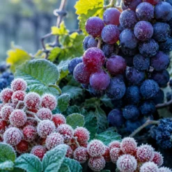 Frosted berries and grapes - Candle fragrance oil