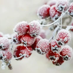 Frosted berries - Candle fragrance oil