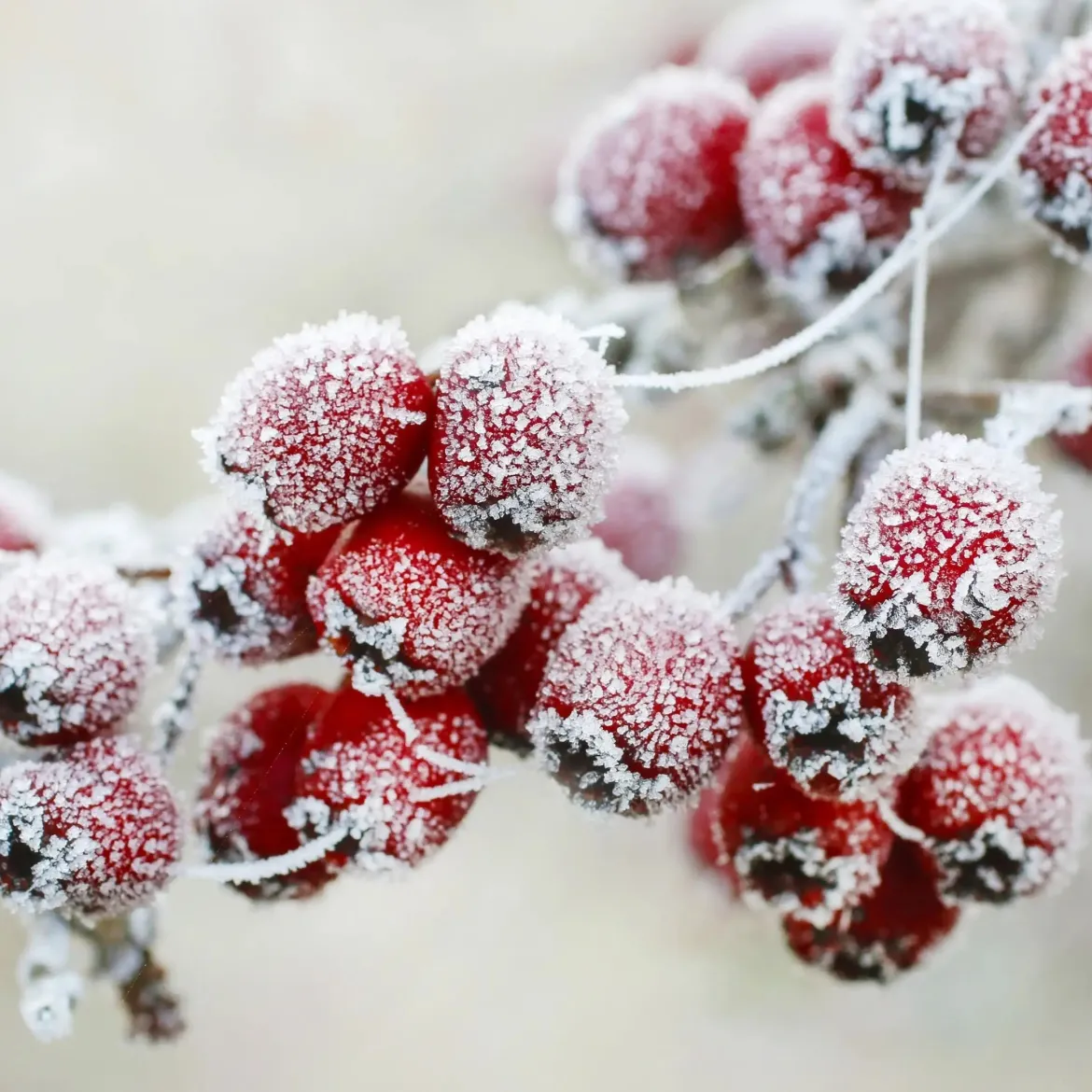 Frosted berries - Candle fragrance oil