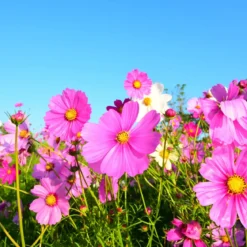Garden flower Ornat - Candle fragrance oil