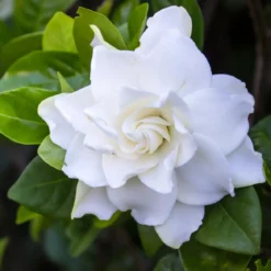 Gardenia - Candle fragrance oil