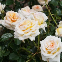 Garden rose - Candle fragrance oil