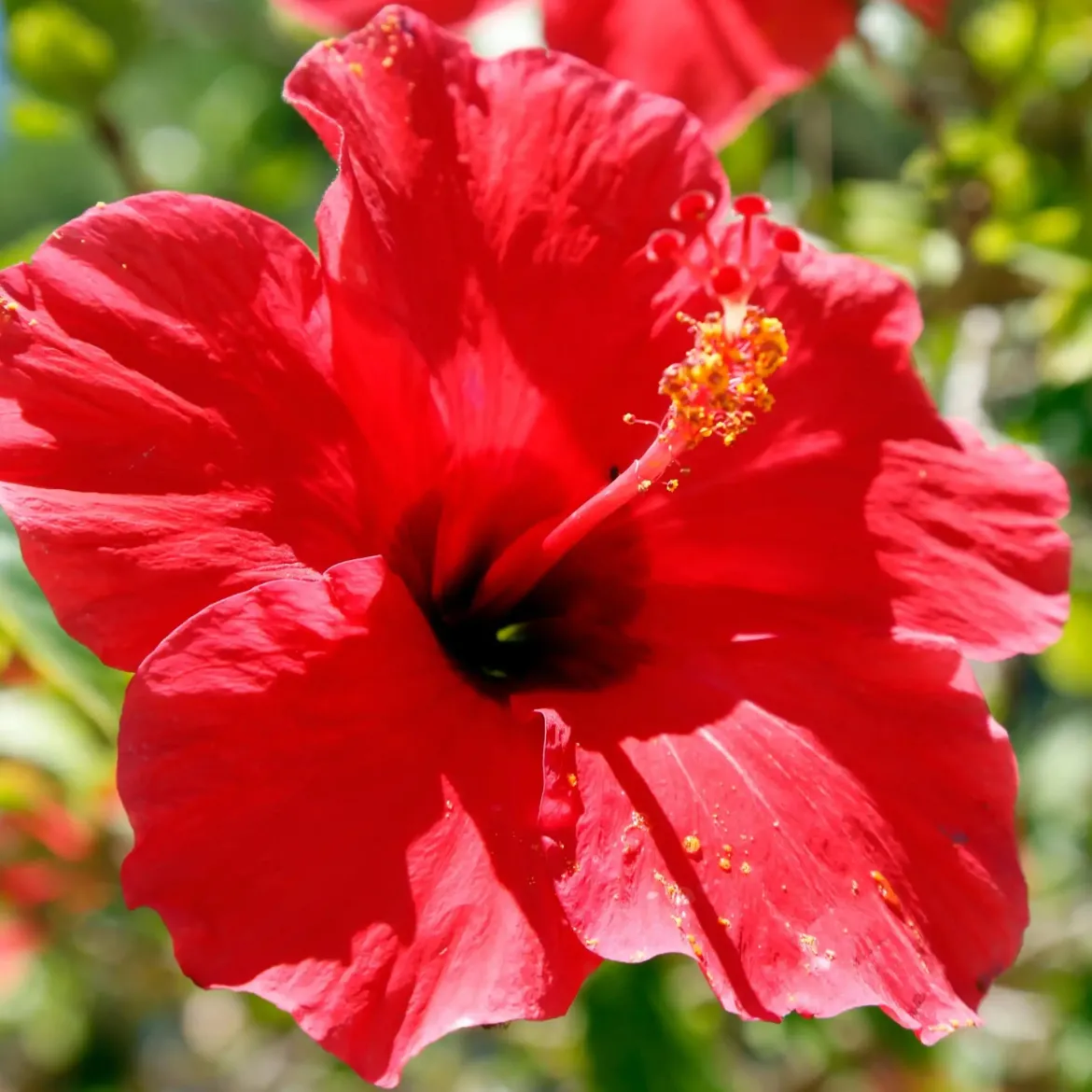 Hibiscus - Candle fragrance oil
