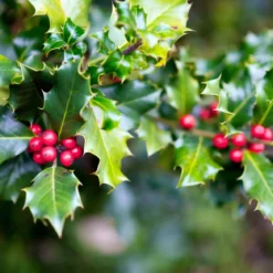 Holly - Candle fragrance oil