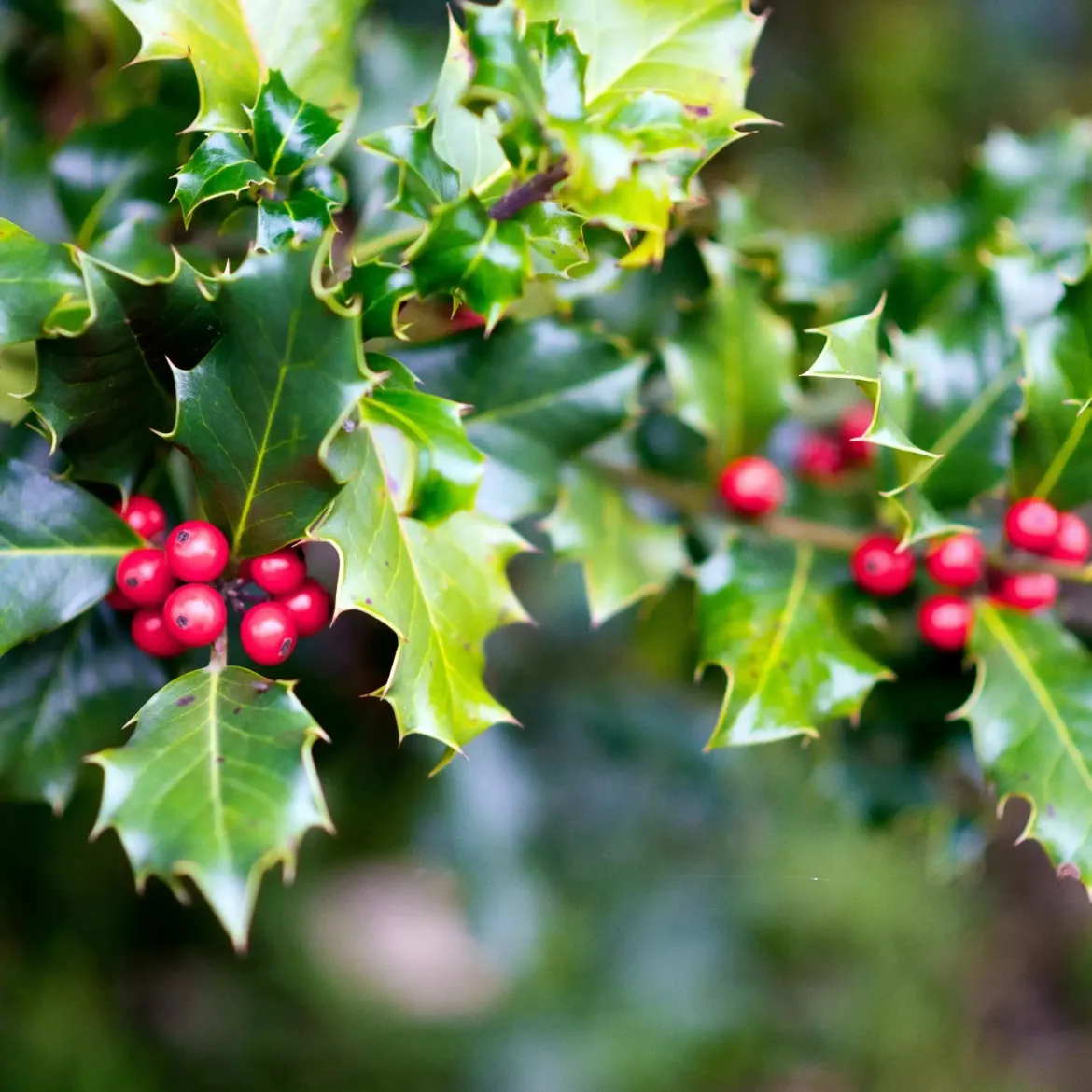 Holly - Candle fragrance oil