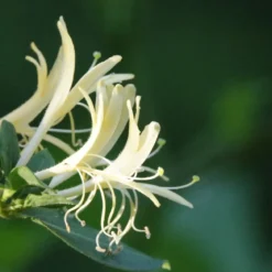 Honeysuckle - Candle fragrance oil