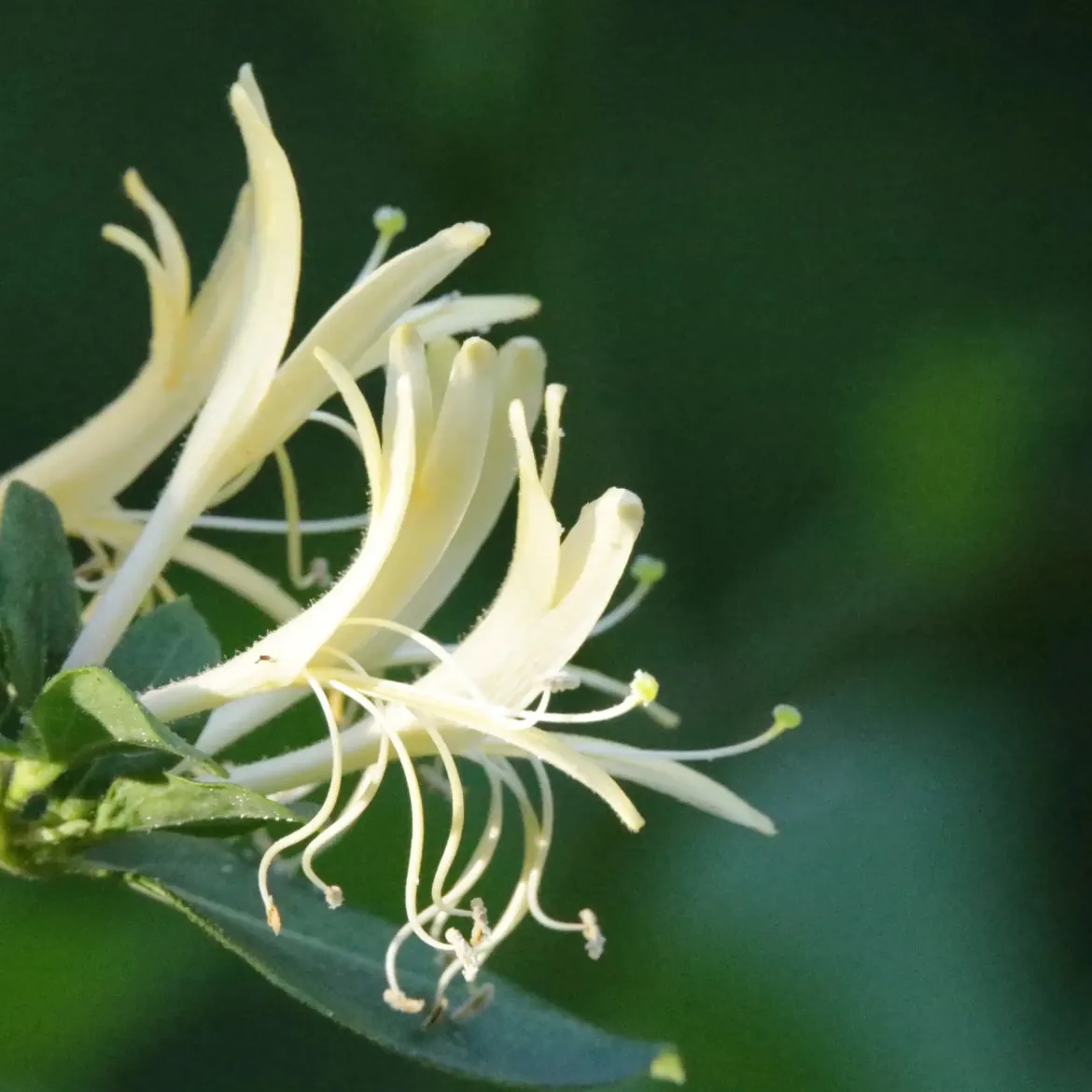 Honeysuckle - Candle fragrance oil