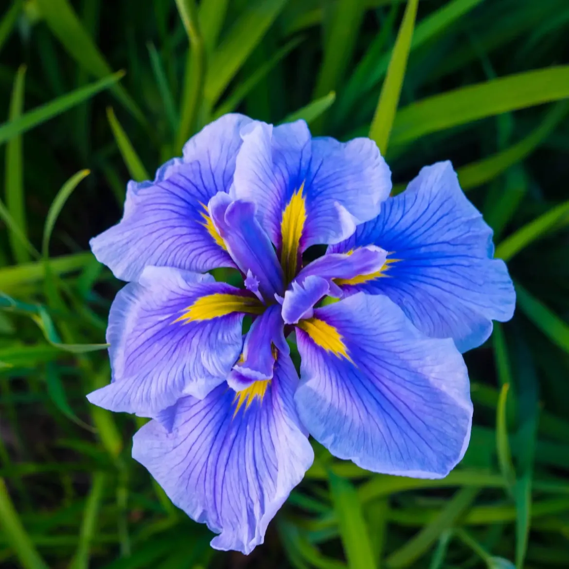 Iris - Candle fragrance oil