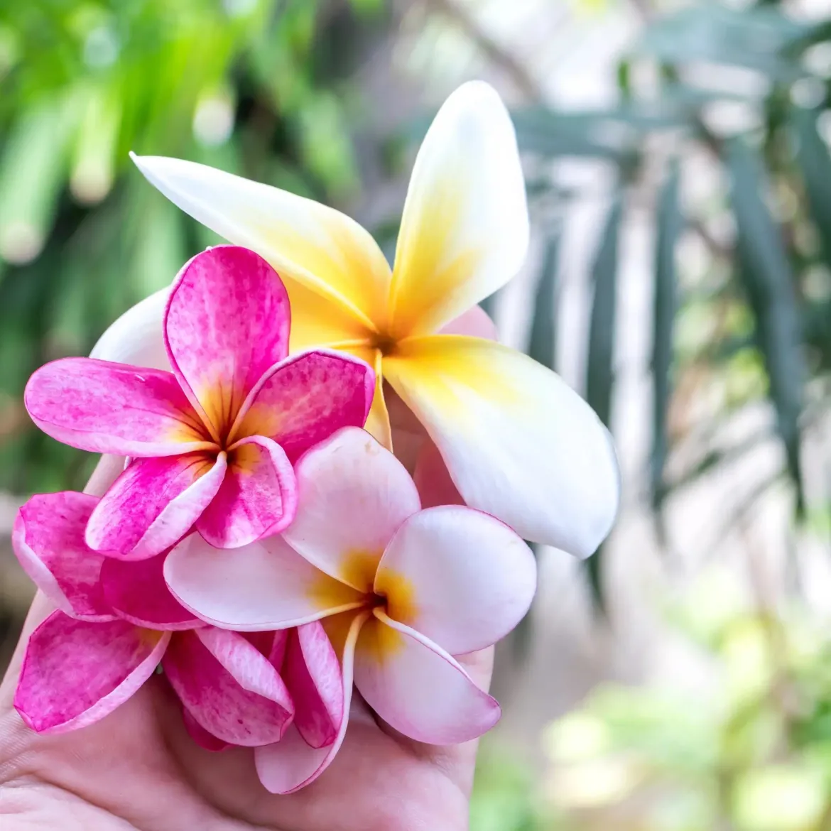 Island flower - Candle fragrance oil