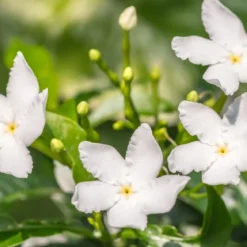 Jasmine - Candle fragrance oil