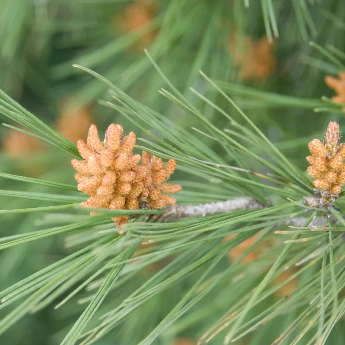 Landes pine - Candle fragrance oil