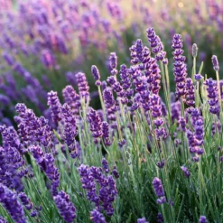 Lavender - Candle fragrance oil
