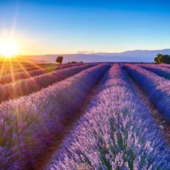 Lavender flower Ornat - Candle fragrance oil