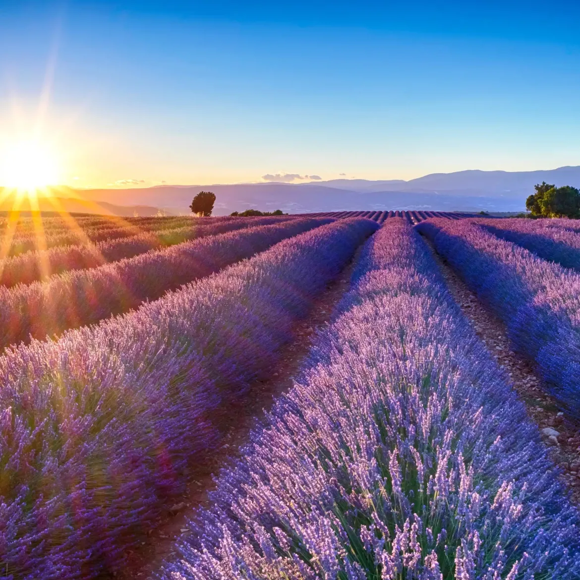 Lavender flower Ornat - Candle fragrance oil